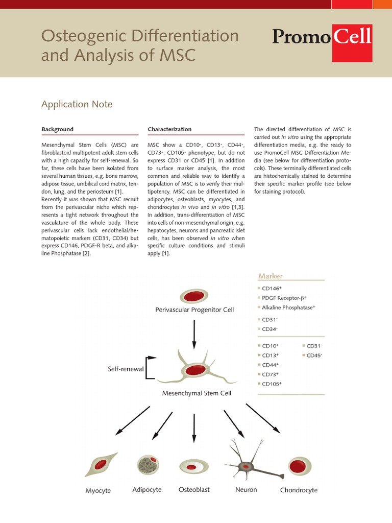 Osteogenic Differentiation and Analysis of MSC | PDF