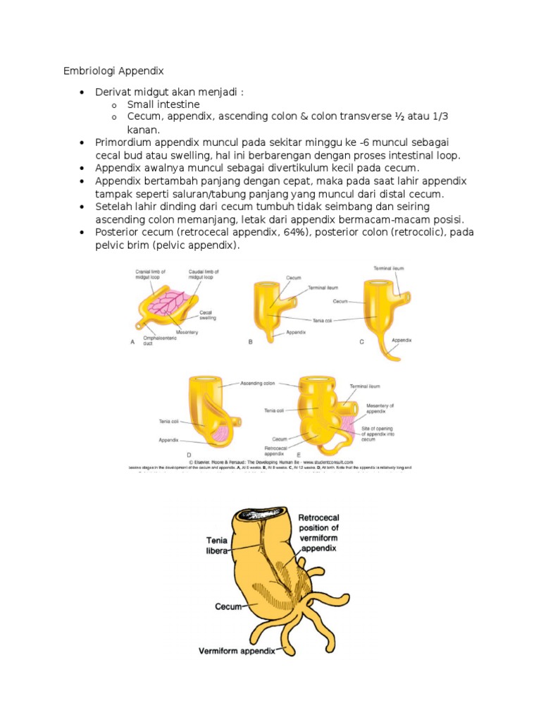 Embriologi dan Letak Appendix | PDF