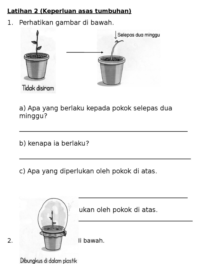 Latihan 4 Keperluan Asas Tumbuhan Pdf