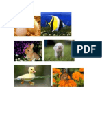 animales.docx