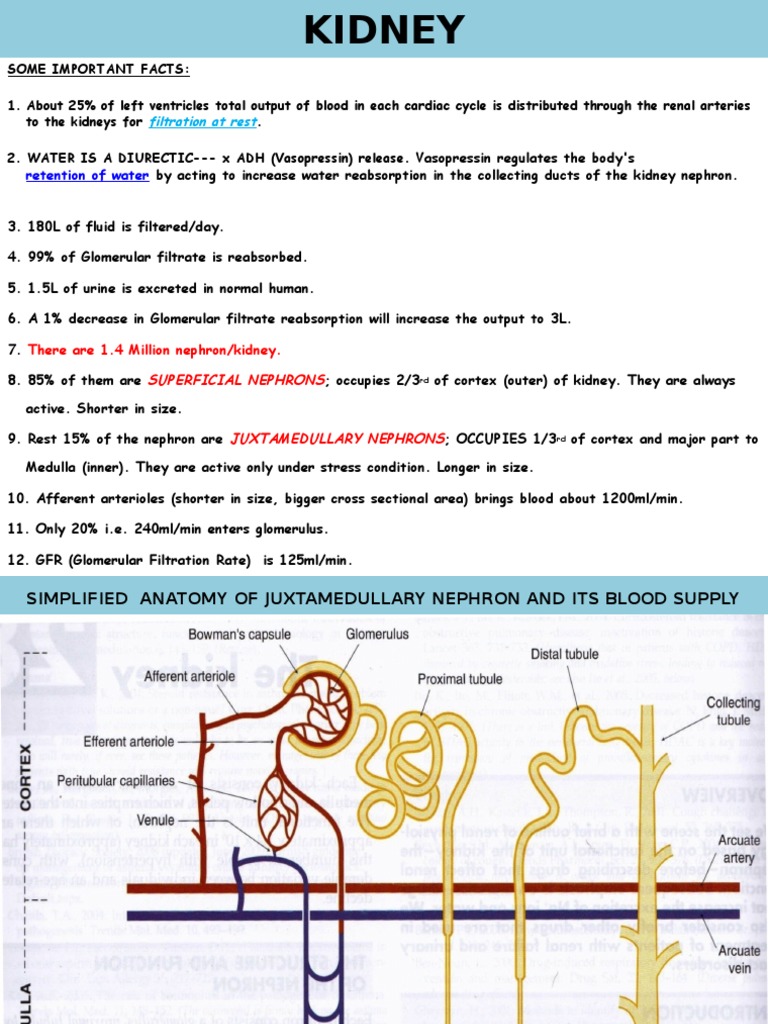 Diuretics Kidney Organ (Anatomy)