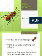Minibeast Powerpoint