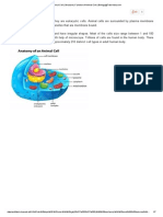 Animal Cell - Structure - Function of Animal Cell - Biology@TutorVista