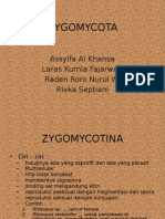 Zygomycota Morfologi