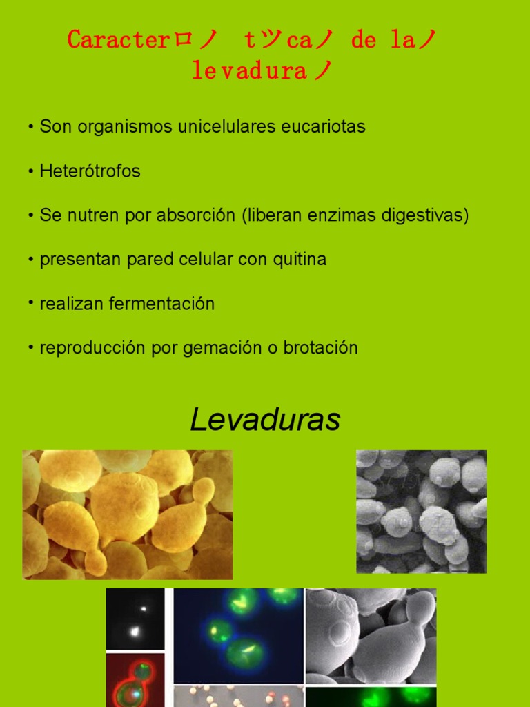 caracteristicas de levaduras