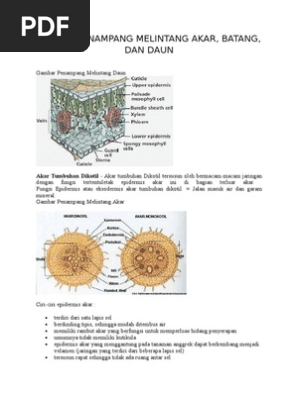  Penampang  Melintang  Batang Monokotil Dan  Bagian  Bagiannya 