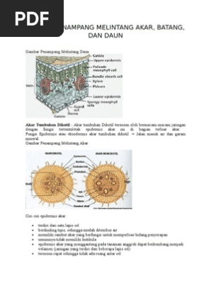 Bentuk Penampang Melintang Akar Daun Batang