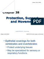 Ch38 - Lecture Protection, Support, Movement