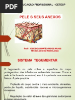 SISTEMA TEGUMENTAR CETEP AULA 06.ppt