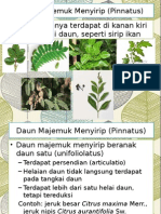 Daun Majemuk Menyirip