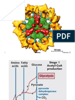 Pyruvate Dehydrogenase Lecture