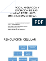 Renovacion, Migracion y Diferenciacion de Las Celulas Epiteliales