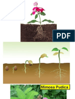 Rangsangan Sentuhan Dan Graviti