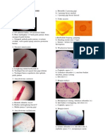 Ujian Praktikum Parasitologi