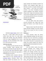 Download Bagian Permukaan Dan Mikroskop Monokuler Dan Binokuler by Fery Afrianto SN26093689 doc pdf