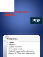 Histologia Del Hueso