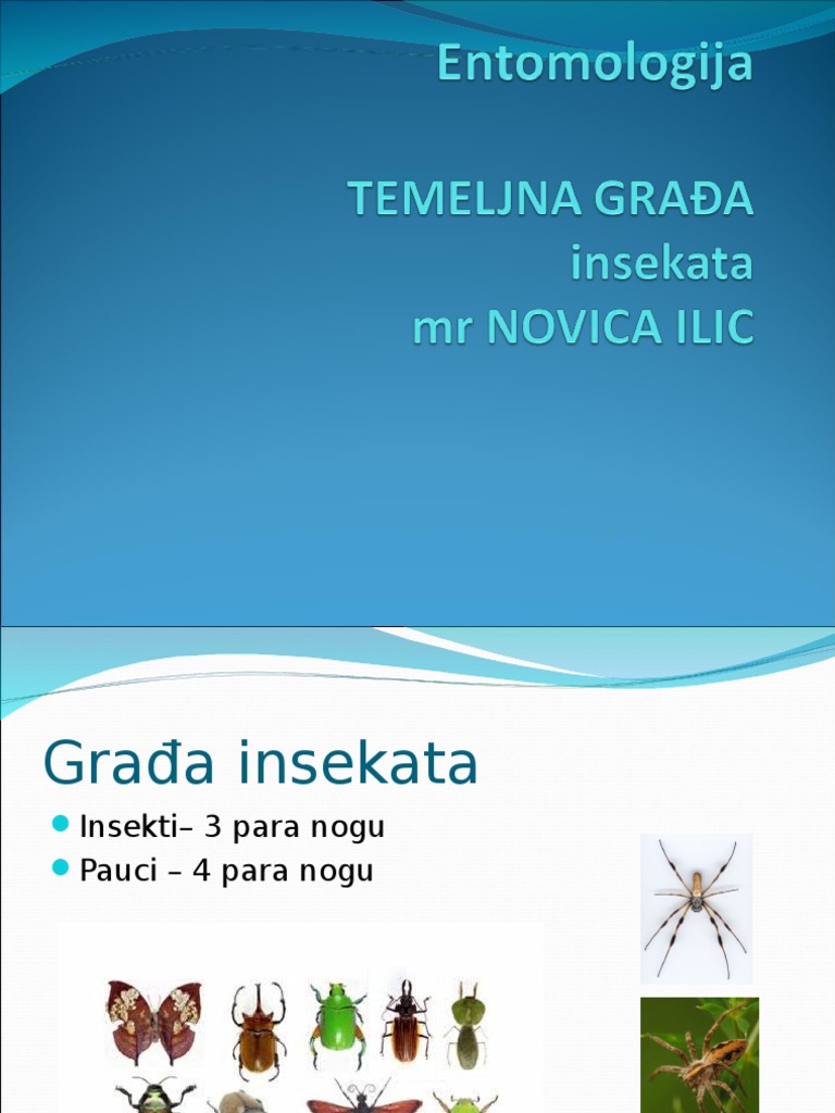 Gradja Insekata | PDF