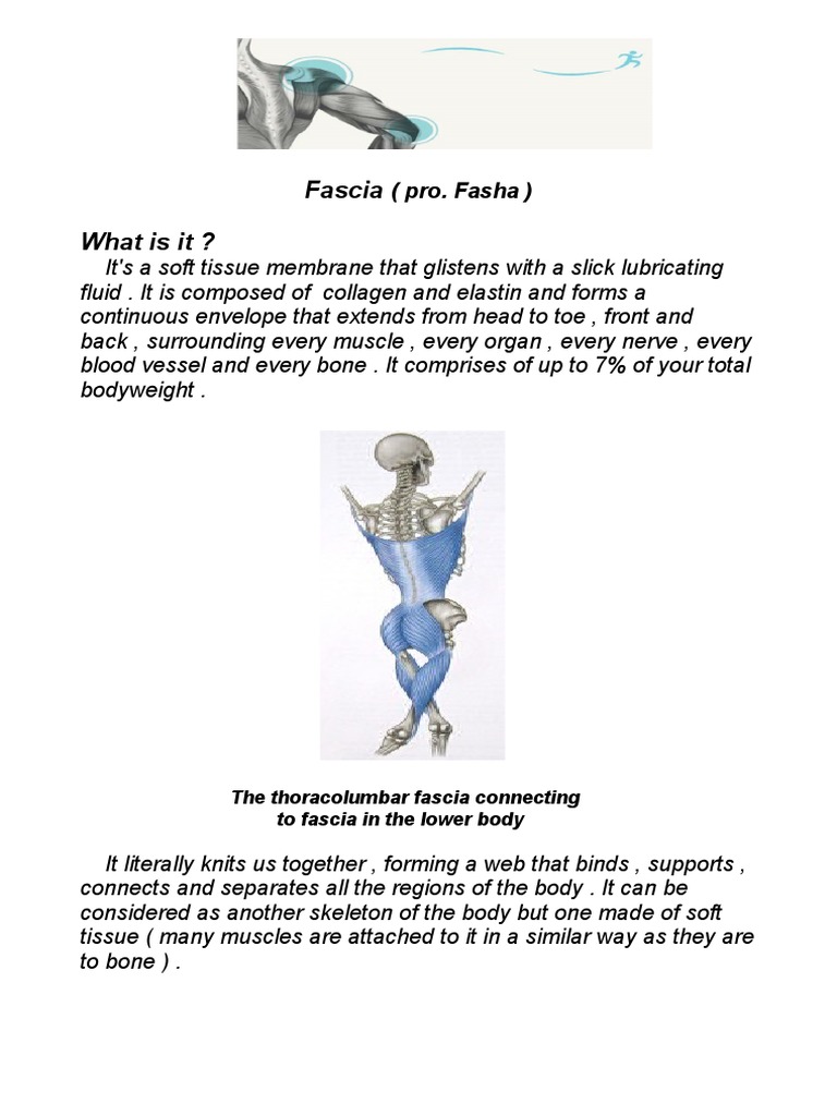 Fascia Whatisit?: (Pro. Fasha) | PDF | Muscle | Animal Anatomy