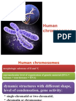 Human Chromosomes 