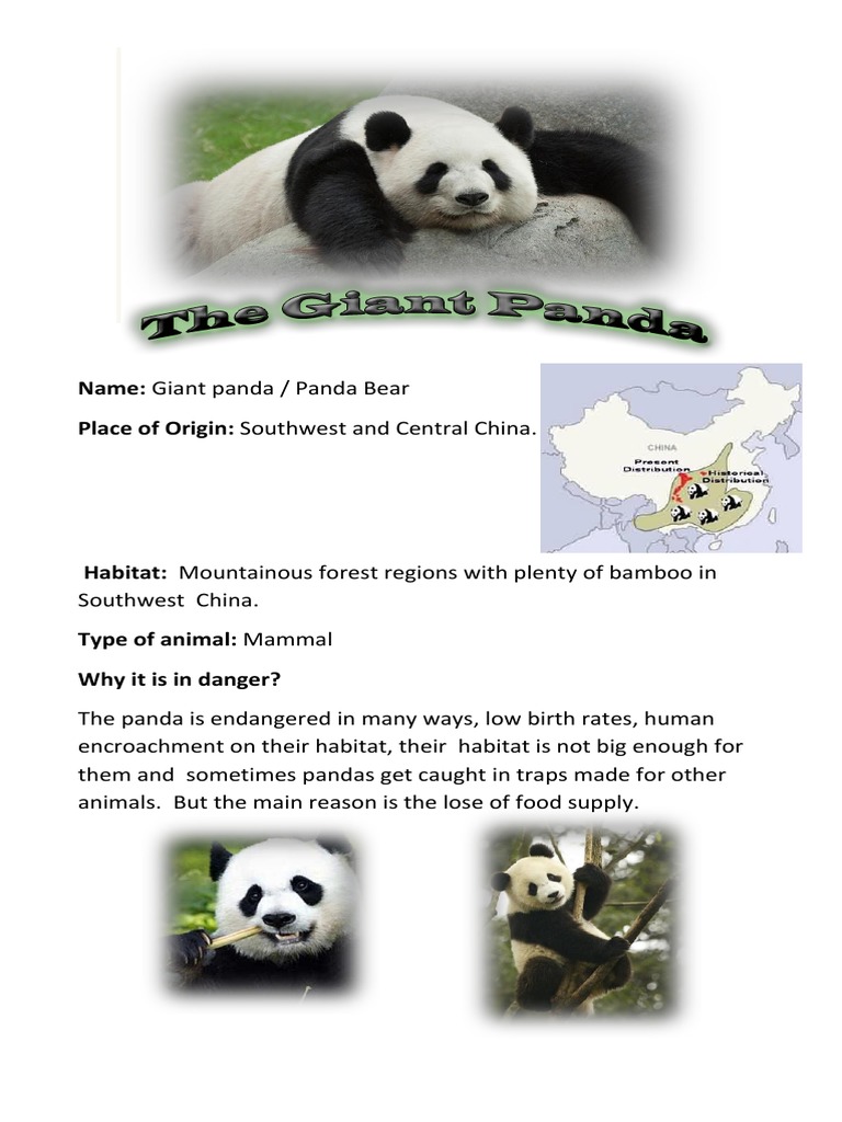 Name: Giant Panda / Panda Bear Place of Origin: Southwest and Central ...