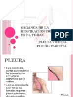 Pleura, Pleura Visceral y Pleura Parietal