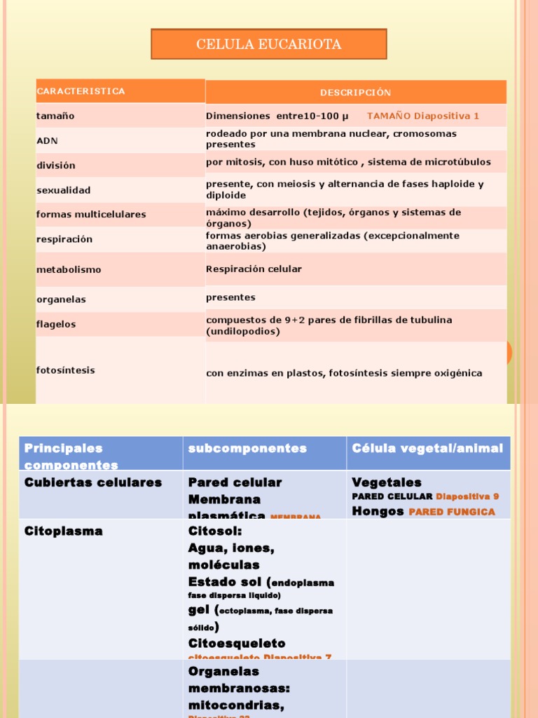 Estructura y Función de Células Eucariotas | PDF | Citoplasma | Eucariotas