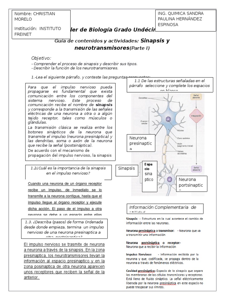 Sinapsis: Tipos y Funciones Clave | PDF | Sinapsis | Sinapsis química