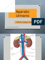 Clase 15 - Urinario