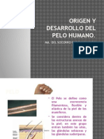 Origen y desarrollo del pelo humano