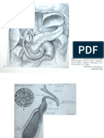 Meschan - Gall Bladder