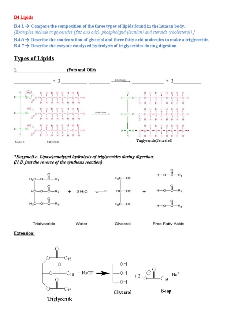 Types of Lipids (Examples Include Triglycerides (Fats and Oils