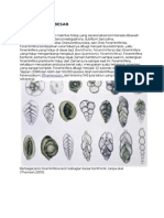 Biostratigrafi Foraminifera