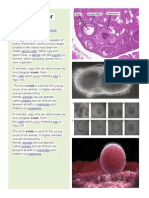 The Ovum or Egg Cell: Reproductive Gamete Oogamous