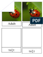 3 Part Card Ladybug Life Cycle 3