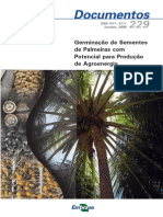 Germinação de palmeiras para agroenergia