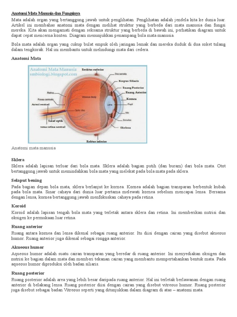 Anatomi Mata Manusia Dan Fungsinya