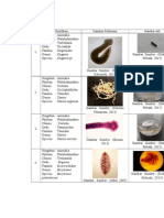 Tabel Zoin Platyhelminthes