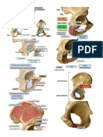 1 Osteología de Miembro Inferior, Articulaciones y Región Glútea