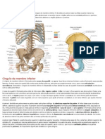 Resumo Anatomia Pelve