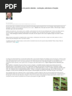 A Parte Traseira Do Cão de Pastor Alemão