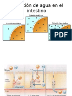 Secresion y Absorcion Gastrica