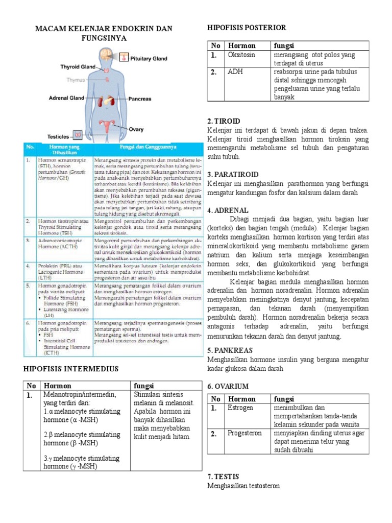 Macam Kelenjar Endokrin Dan Fungsinya