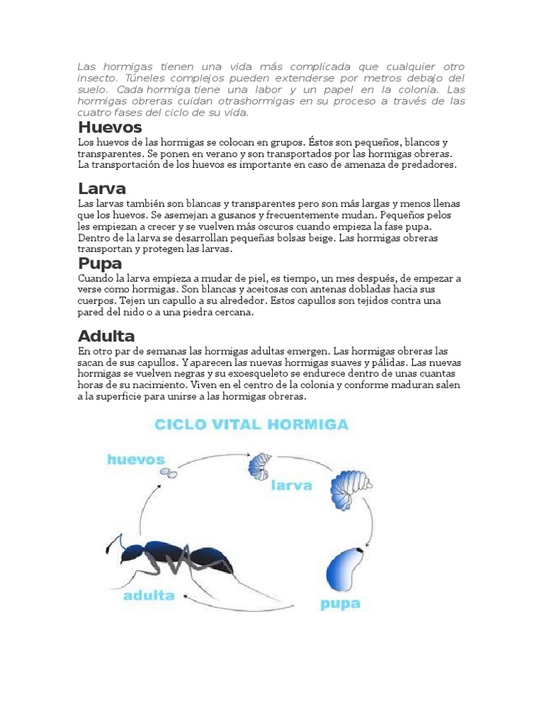 CICLO DE VIDA de las HORMIGAS: Etapas CLAVE y Datos INTERESANTES