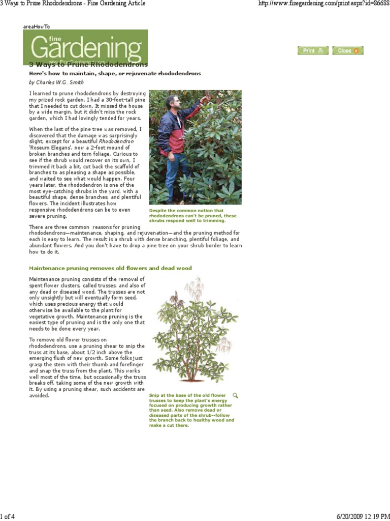 Pruning Rhododendrons: A Guide | PDF | Pruning | Plants