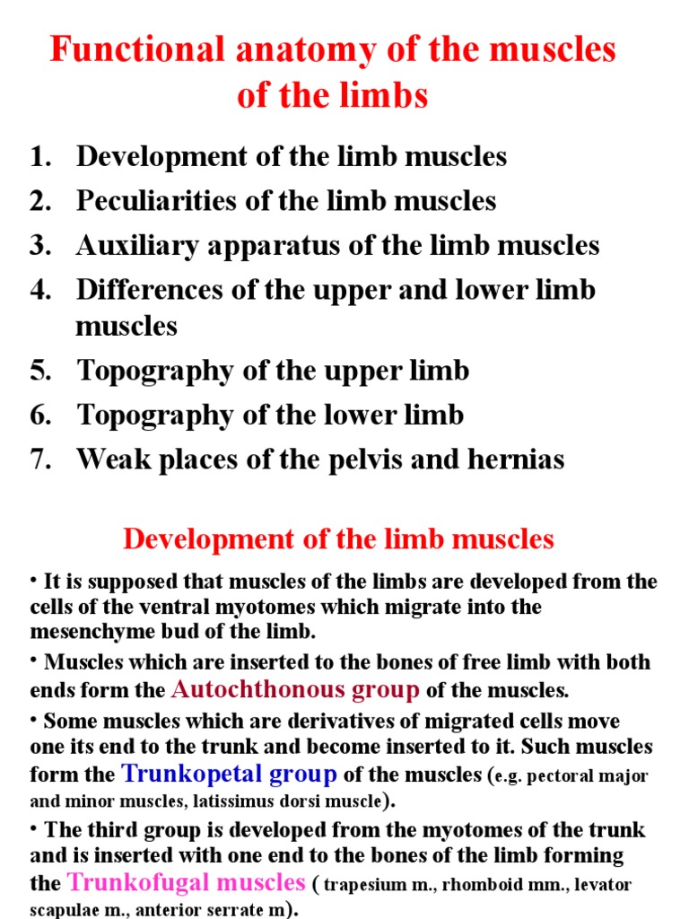 Functional Anatomy of The Muscles of The Limbs | PDF | Social Science ...