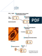 2d_Esporulacion_17668