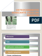 Osteocondritis Disecante (Ocd) en Equinos