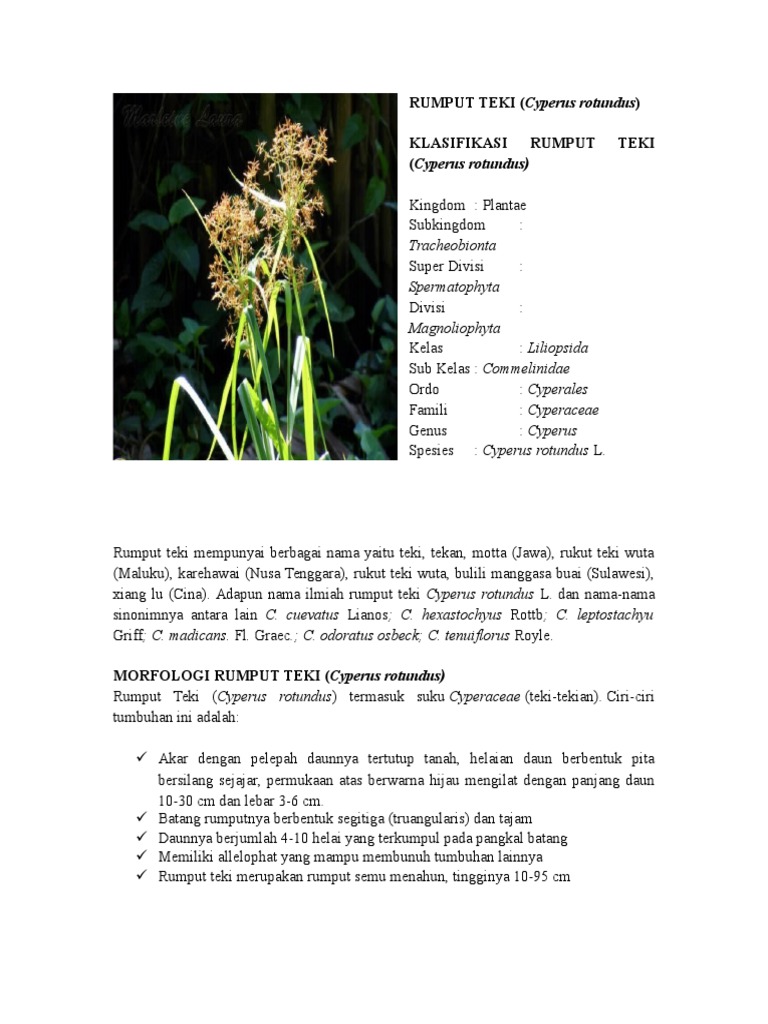 Morfologi dan Manfaat Rumput Teki | PDF | Kesehatan Holistik
