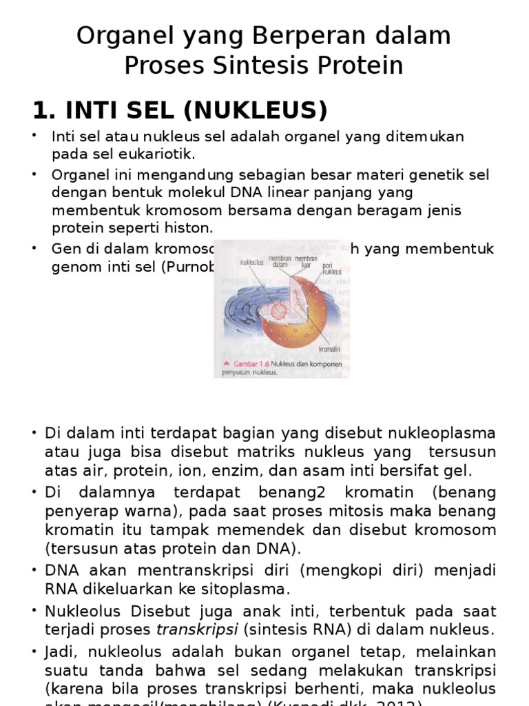 Organel Yang Berperan Dalam Proses Sintesis Protein