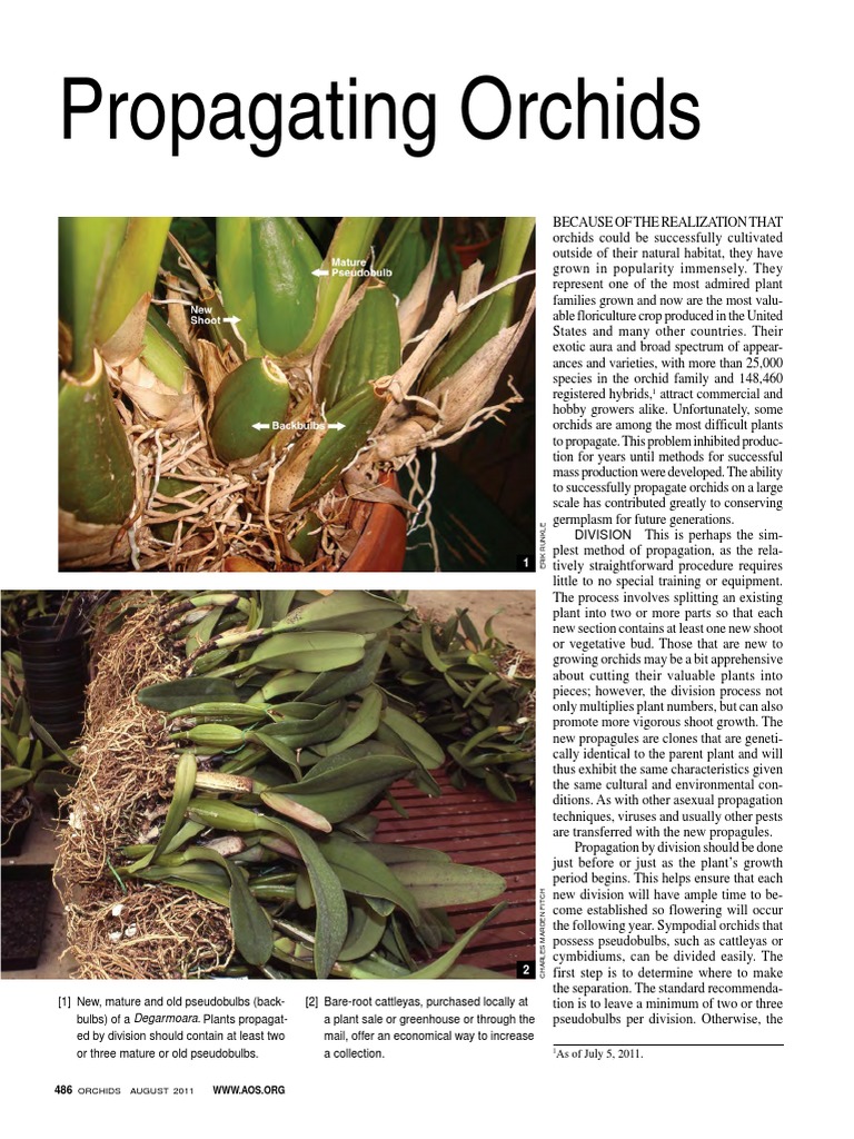 Propagating Orchids Seed Germination